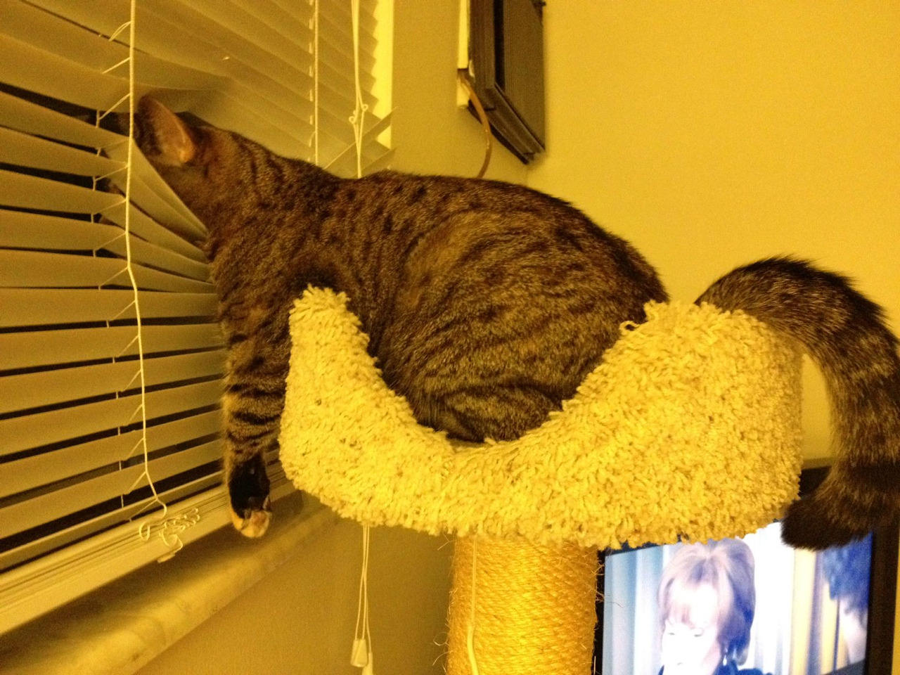 derpycats
