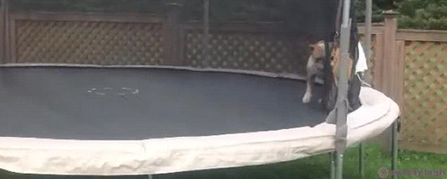 English Bulldog Love