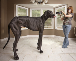 bluewut:  theatlantic:  denverpost:  Photos: Zeus, World’s Tallest Dog Last week, we posted about a 3-year-old Great Dane called Zeus from Otsego, Michigain, who is featured in the new Guinness World Records 2013 book as the tallest dog ever, measuring