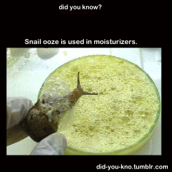 did-you-kno:  Snail ooze is collected and used as an ingredient in many famous moisturizers. The glycolic acid and elastin in a snail’s secretion protects its own skin from cuts, bacteria, and UV rays, making it a great source for proteins that eliminate