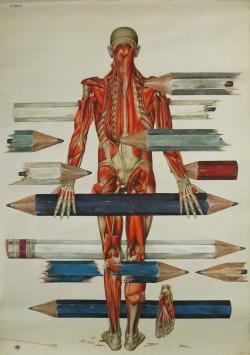 mydarkenedeyes:  Troels Carlsen - Integrity Has No Needs Acrylics on antique anatomy chart, 113 x 80.5cm 