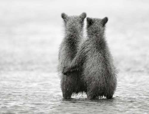 Porn photo black-and-white:  Bears by Nikolai Zinoviev