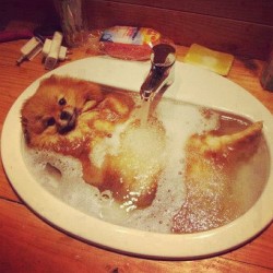 funny-pictures-uk:  Bath time!