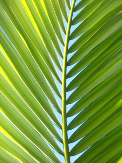 anotic:  Palm Fronds 