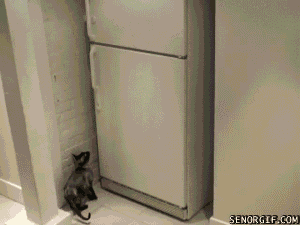 zonetroll:  gatos de mierda :cc 