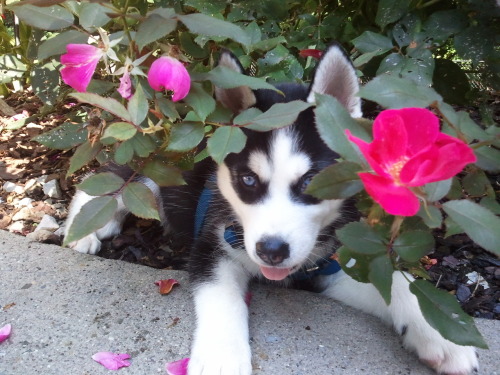 sebae:  When he was only about 9-10 weeks old. 