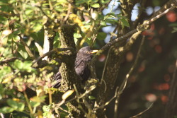 kea-photo.tumblr.com post 31887121702