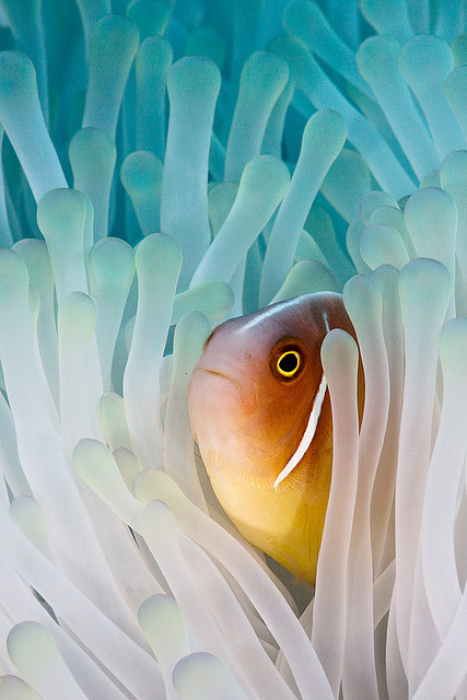 100leaguesunderthesea:  Pink skunk clownfish by liquidkingdom on Flickr. 