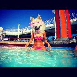 ninasaechao:  I’m the cool dog 😜👉🐶 #royalcaribbean #cruiseship #husky #whitedog #beachbunny #swimming #cooldog (Taken with Instagram) 