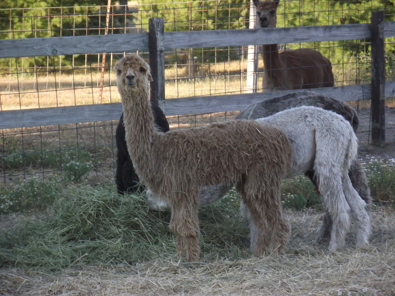 Rocky Mountain Llama and Alpaca Association - Welcome! - RMLA - Rocky  Mountain Llama and Alpaca Association