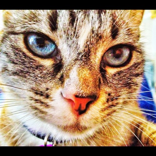 From @realjamesgunn: “This is my girlfriend’s cat Kitler. She was sitting on my belly at the time (the cat, not my girlfriend). I have lots more photos of her as well as my rescue cat Emily on my page.” #catsofinstagram #cat #cats #neko...