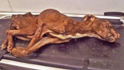 corinneschaoticmind:  jarjarbinkzz:  March 16, 2011 (first photo): An emaciated Pitbull-mix is discovered in a garbage bag by maintenance workers at the bottom of a 19-story tall garbage chute. The dog is immobile, but ALIVE. This is how he looked on