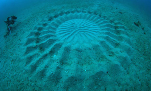 archiemcphee:  From the Department of Awesome Natural Wonders come these mysterious patterns on the ocean floor off the southern coast of Japan. Japanese scuba diver and photographer Yoji Ookata, who has spent the last 50 years exploring and documenting