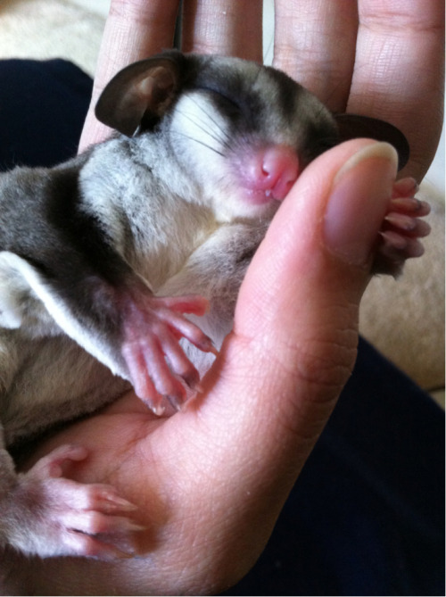 dogtagsandastethoscope: Getting two of these little guys soon. Can&rsquo;t wait. &lt;3