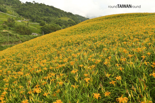 Liushidan Mountain (Sixty Stone Mountain) Liushidan Mountain (六十石山) is famous for Daylily blossom fe