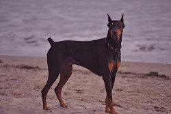 memoireinfinie:  doberman   My girlfriend says Doberman dogs are quite elegant. I do agree with her.