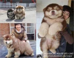 Phobetor:  Xxunriot:  Boxofbuttholes:  A Chow Chow Siberian Husky Mix. Holy Fucking