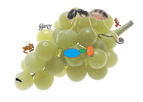 neodad:   heres the original design used  for zazzle classic ants and grapes  Buy your shirts bitche