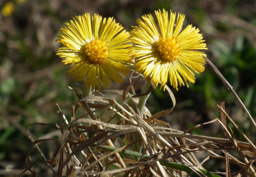 anotherlandbotanicals-blog:Coltsfoot (Tussilago farfara)