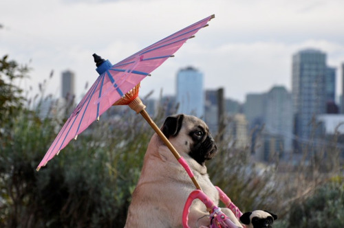 Porn photo shmaam:   pug pushing his stuffed animal