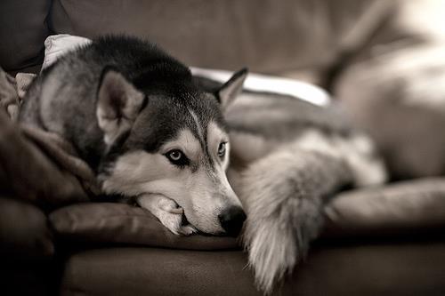 illuminatium:  wolf