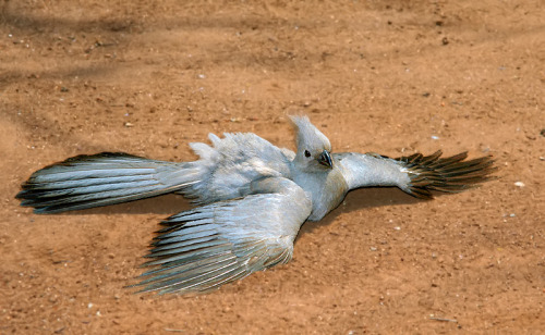 fairy-wren: grey go-away bird (photos by loot eksteen)