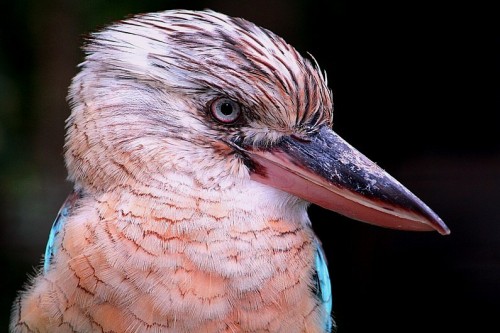 fairy-wren:blue-winged kookaburra(photo by loot eksteen)