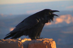 mymindmyworldmyrules:  This is a Raven, it’s