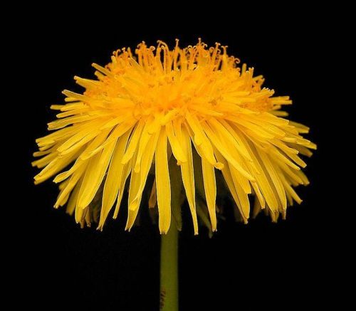 Dandelion by Frank Vincentz find organic dandelion root @ https://stores.ebay.com/another-land-botan