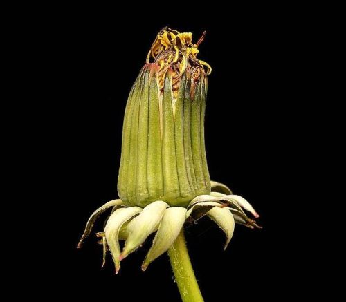 Dandelion by Frank Vincentz find organic dandelion root @ https://stores.ebay.com/another-land-botan