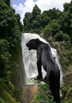 brunodante:  Black panther in Mexico. 