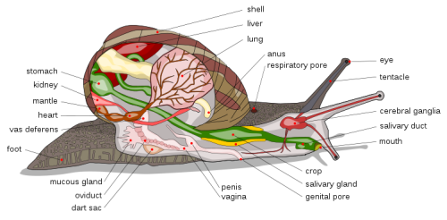 the snail anatomy