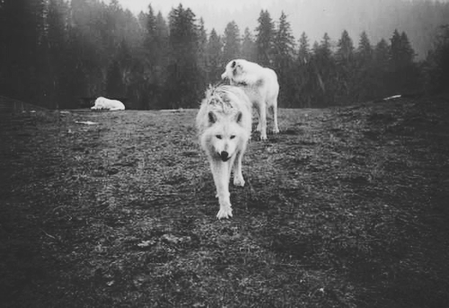 judgem3ntal-fucks:  Black and white blog , I follow back