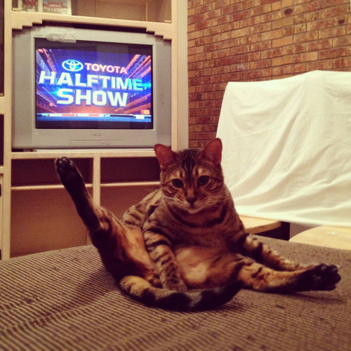 mostlycatsmostly:Halftime Show (by syddvish)This was my very first post on Tumblr one year ago today