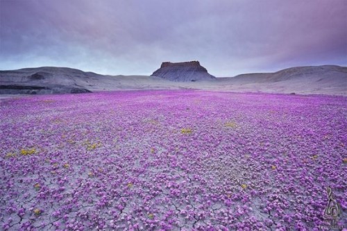 phacelia