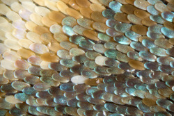 lionfloss:  Butterfly wing close up, mindblown