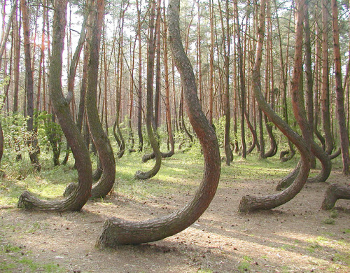 The crooked forest of Gryfino in Pomerania, Poland (by tapenade).