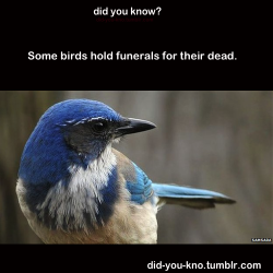 did-you-kno:  When western scrub jays encounter a dead bird, they call out to one another and stop foraging.The jays then often fly down to the dead body and gather around it, scientists have discovered. Source