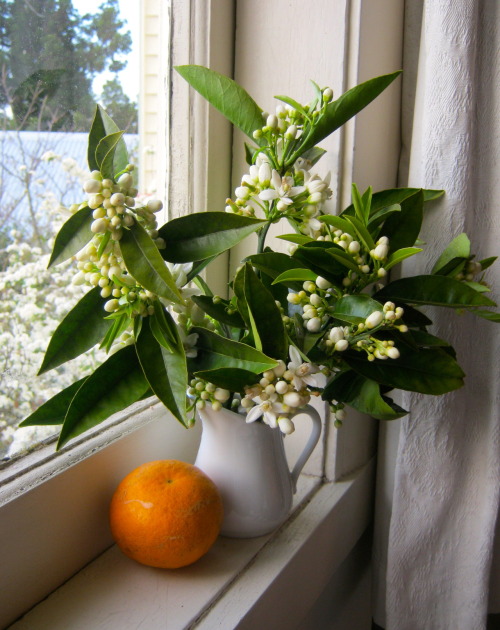 rosamutabilis:Our old orange tree is riddled with borer but it flowers and fruits profusely. At this