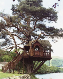 treeporn:  Tree House in Scotland. (The Lodge on Loch Goil) 