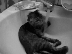CATSTER