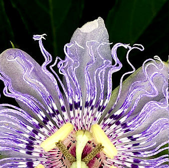 Passionflower (Passiflora incarnata) by Oliver P. Quillia find organic passionflower @ 