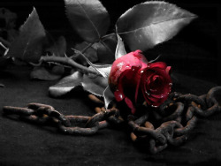 owningafairy:  eternaldarknessangel:  Chained Rose  For years your name never passedmy lips, while my soul drank in,with a delirious thirst, allthat was uttered in my presencerespecting you.- Edgar Allan Poe 