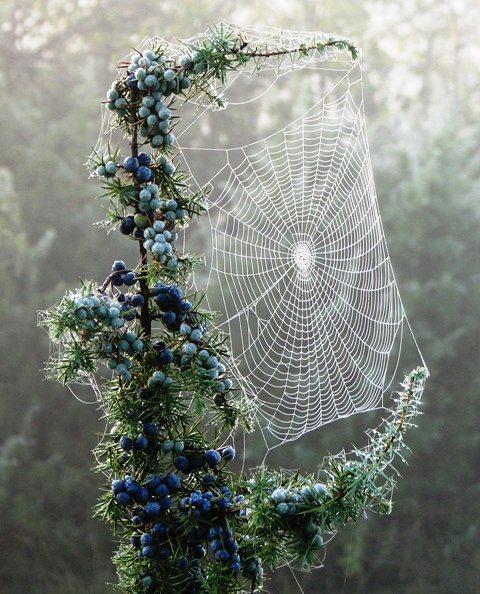 organicgemini:
“ I am not a fan of spiders, but this is so beautiful.
”