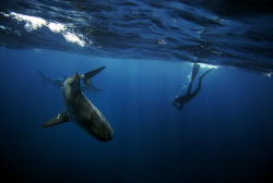 the-shark-blog:  Depth Date! by Pelagic Drifter  