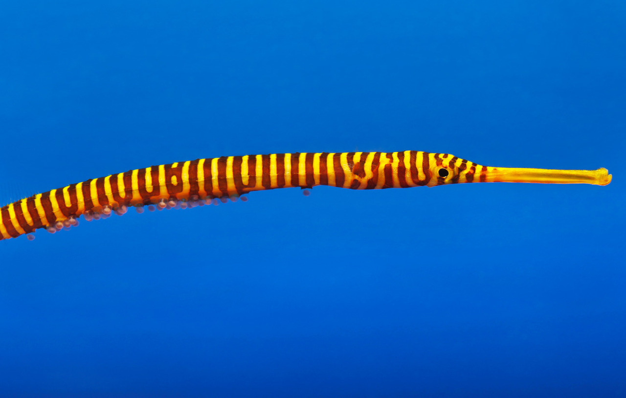 We’ve been rearing yellow-banded pipefish (Doryrhamphus pessuliferus) behind the scenes for possible future exhibit. Look closely, and you can see that this male is carrying eggs!
Learn more about “The Secret Lives of Seahorses” special exhibition.