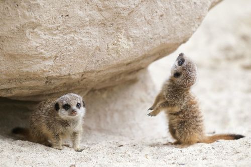 theanimalblog:  Baby Meerkats adult photos