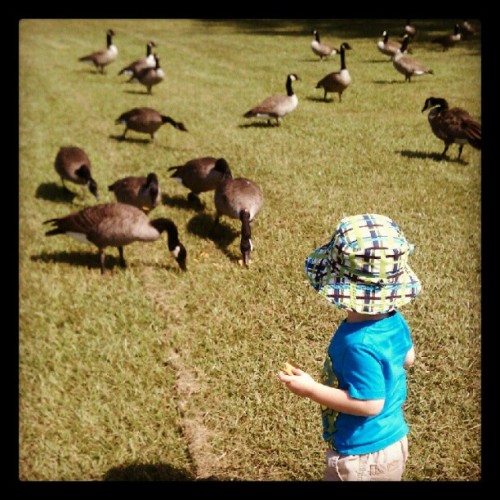 #fmsphotoaday #photoadaysept #sometimes We Feed The Geese (Taken With Instagram At Lakeshore Park)