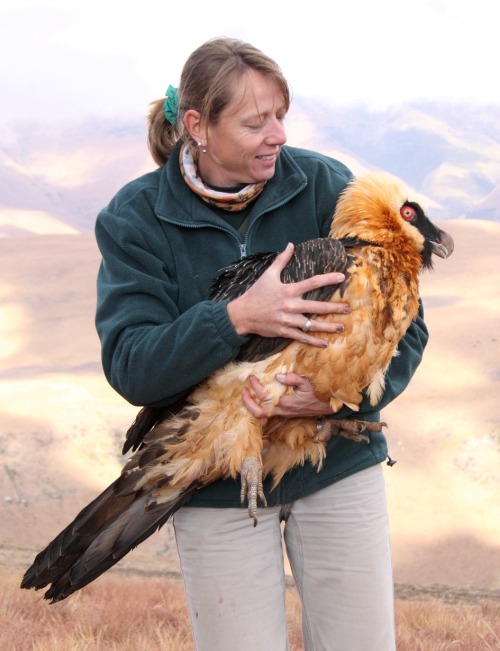 commanderslowpoke:  euclase:  LOOK AT THIS BIRD IT IS AMAZING  It’s always when I’m noticing how fantastic birds are that I start to get emotional about nature. SIGH. Nature, look what you made. Look at this thing. THIS THING EXISTS ON OUR PLANET,