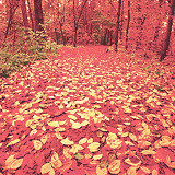 oct18th:  things to love about fall » halloween candy, the colors, hot chocolate,